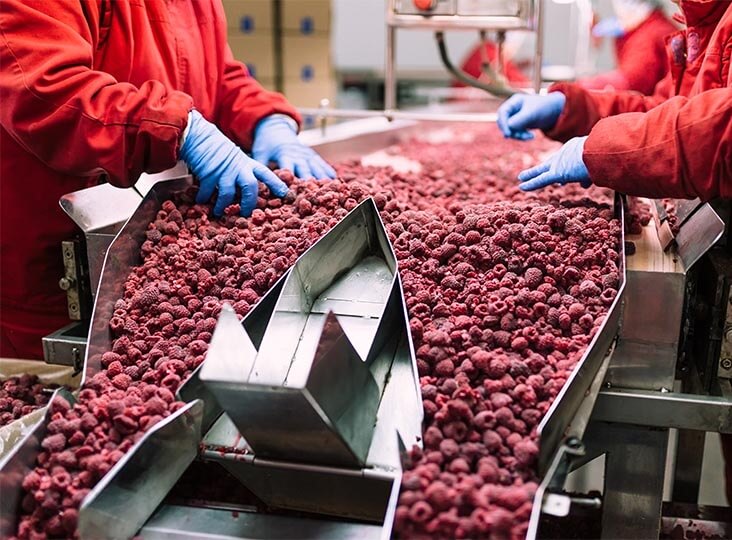 berries being processed